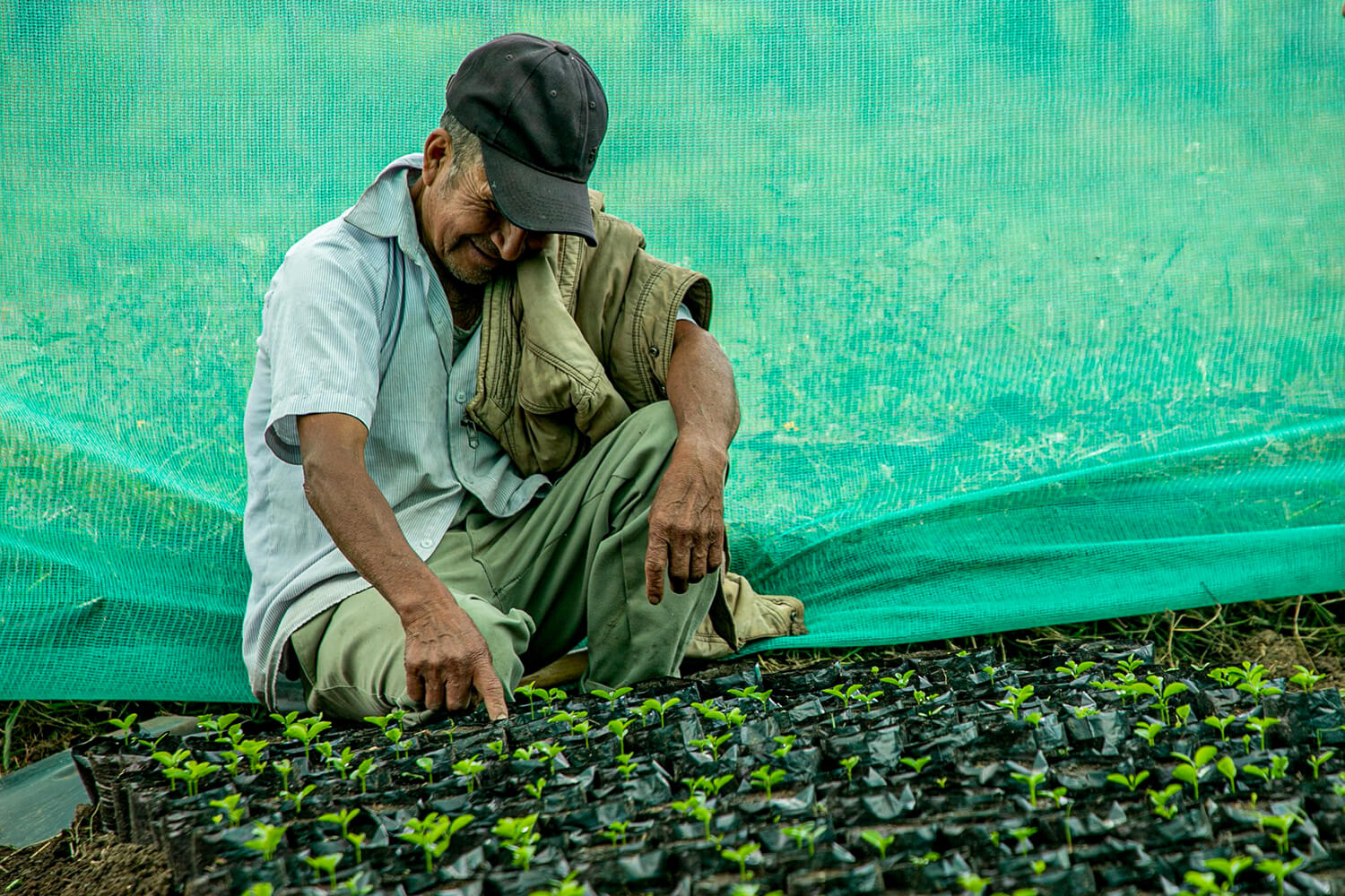 Baum Pflanzen in Peru